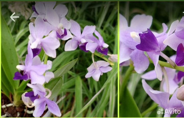 Орхидея фаленопсис Сапфир