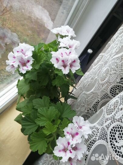 Пеларгония герань королевская