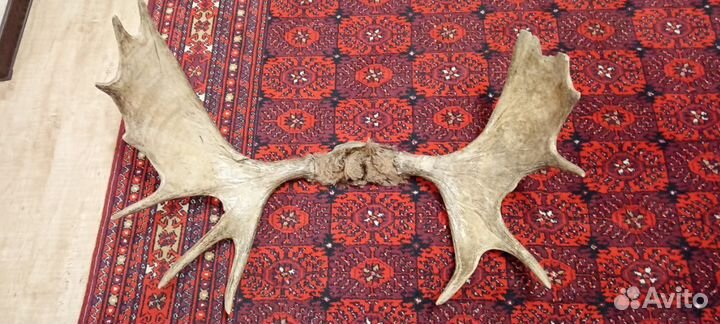 Продам рога лося