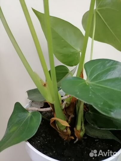 Антуриум красный сортовой монтана