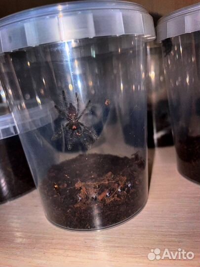 Пауки птицееды