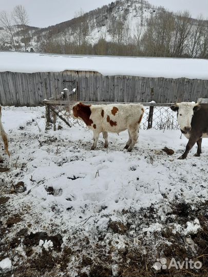 Бык и бычки