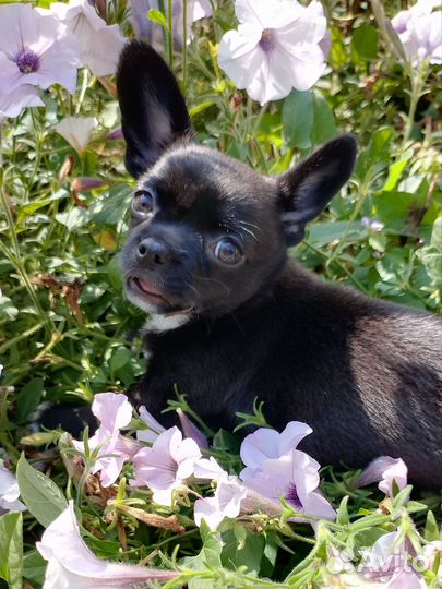 Щенки чихуахуа