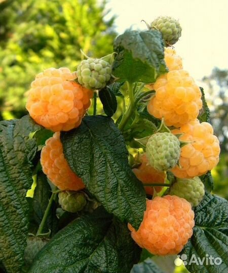 Садовые и комнатные растения