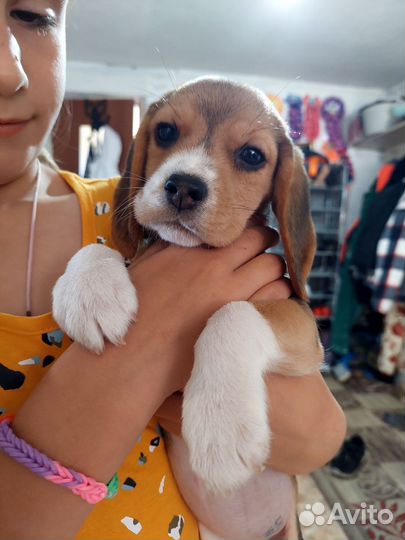 Щенки бигль девочка