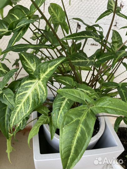 Сингониум Spear Point