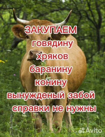 Закупка мяса
