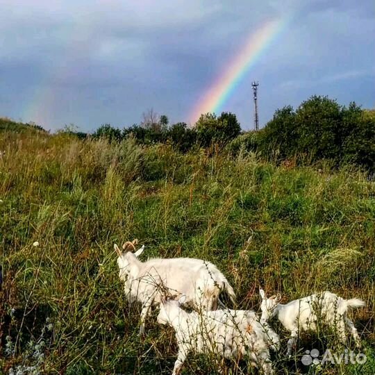 Козий сыр и молоко