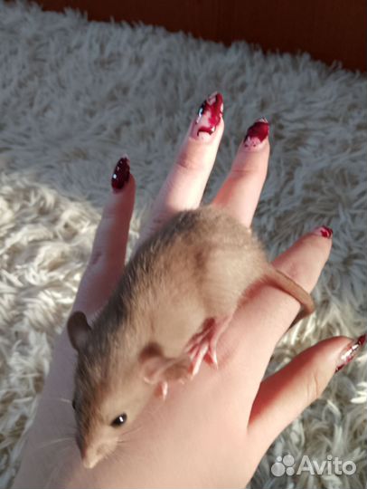 Крысята дамбо