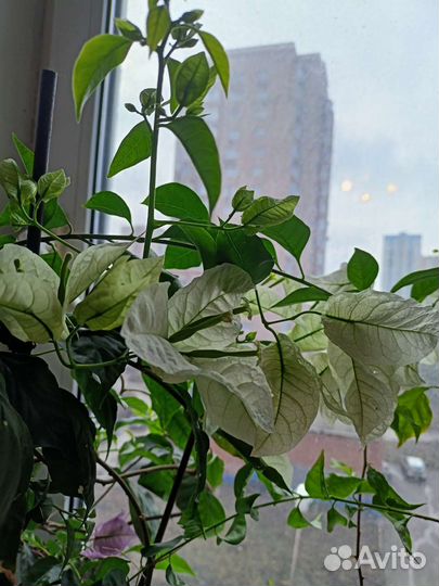 Гибискусы,бугенвиллии, алое, крассула