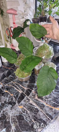 Монстера дубия, карвинского, пинатипартитта и тд