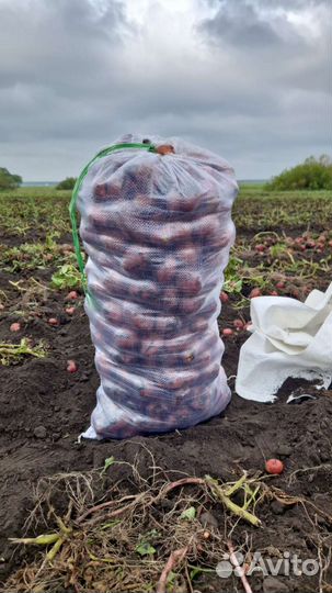 Продам картофель