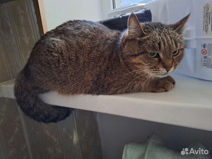 Кошка стерилизованная в добрые руки