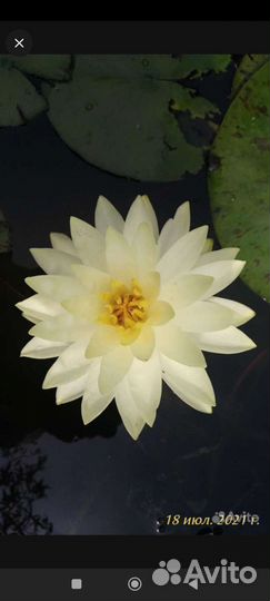 Нимфеи сортовые