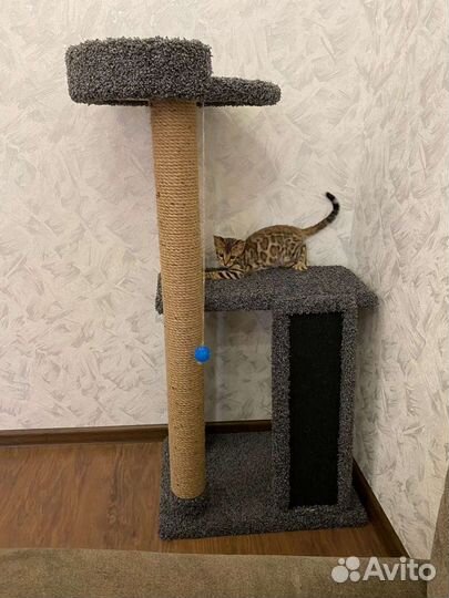 Когтеточка