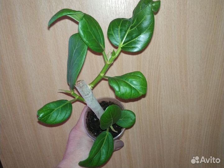 Фикус Бенгальский Одри