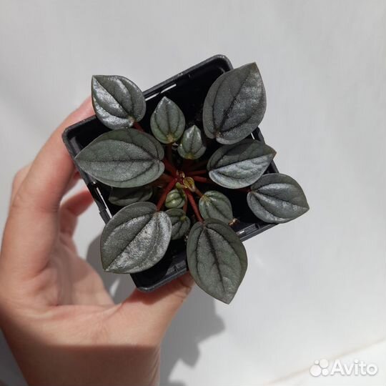 Пеперомия Бамбино