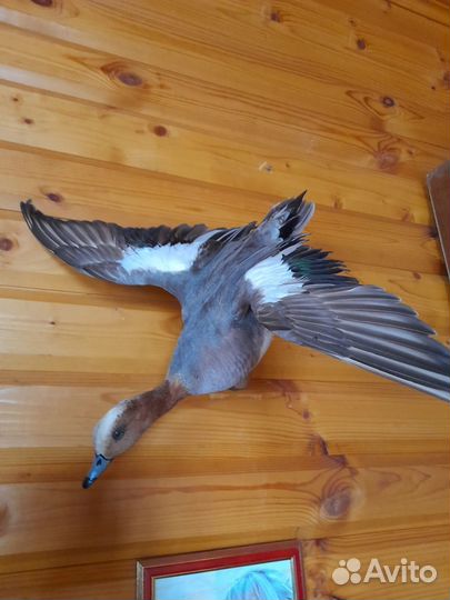 Чучела уток