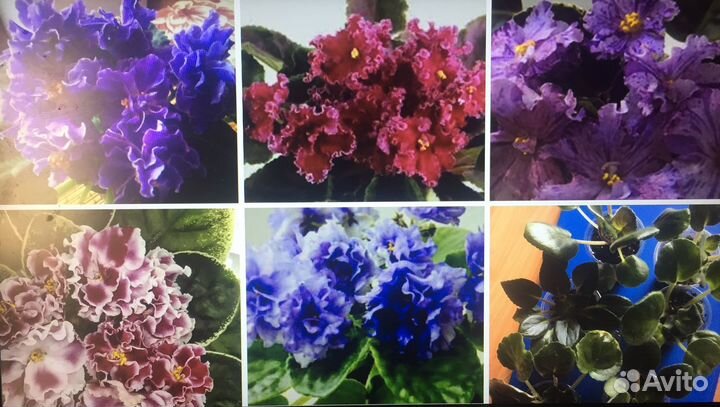 Набор деток сортовых фиалок