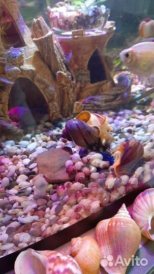 Улитки ампулярии