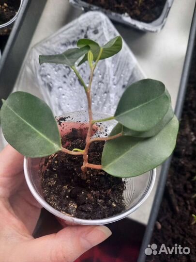 Фикус бенджамина