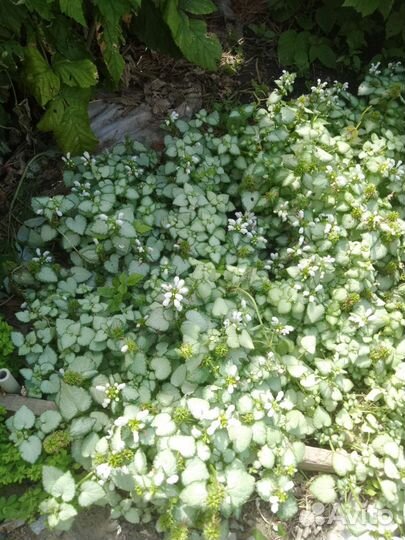 Клещевина (Яснотка)