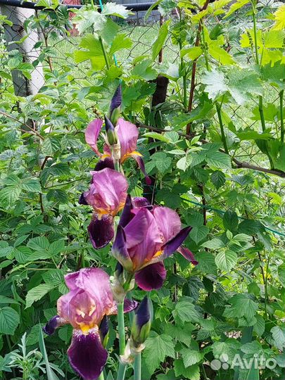 Ирисы бородатые