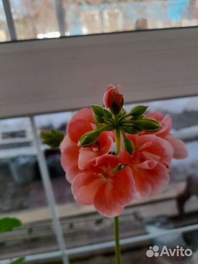 Комнатные растения цветы