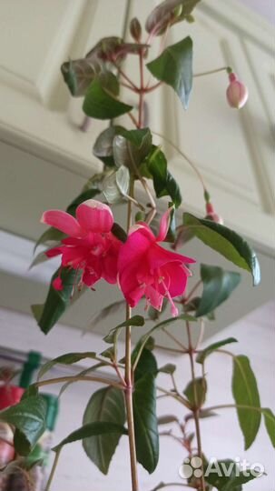 Фуксия магелланская