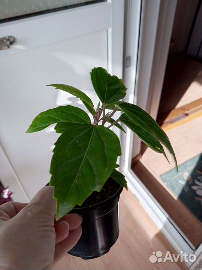 Гибискус комнатный