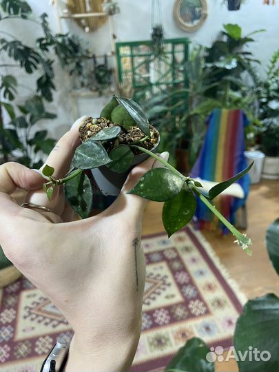 Хойя, сциндапсус, монстера, филодендрон, сингониум