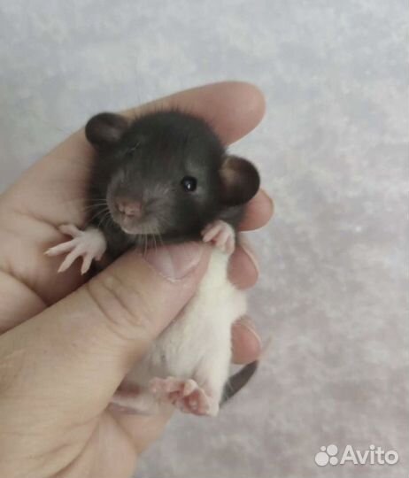 Крысята