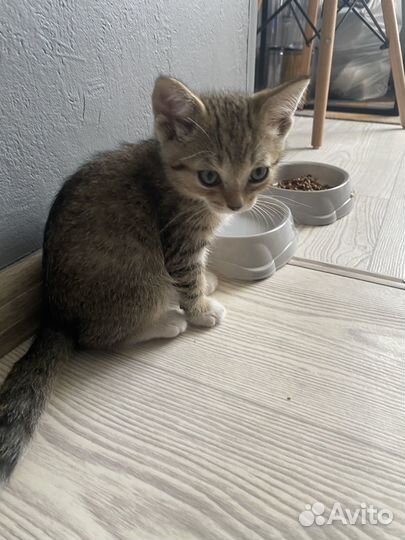 Котенок кот