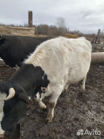 Быки и телки живым весом