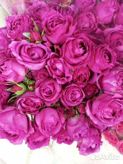 Букет из 51 розы