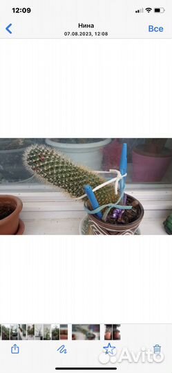 Комнатные цветы