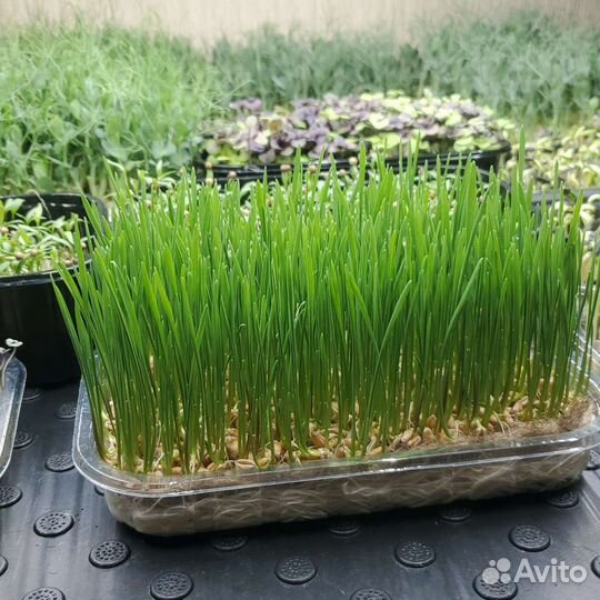 Микрозелень