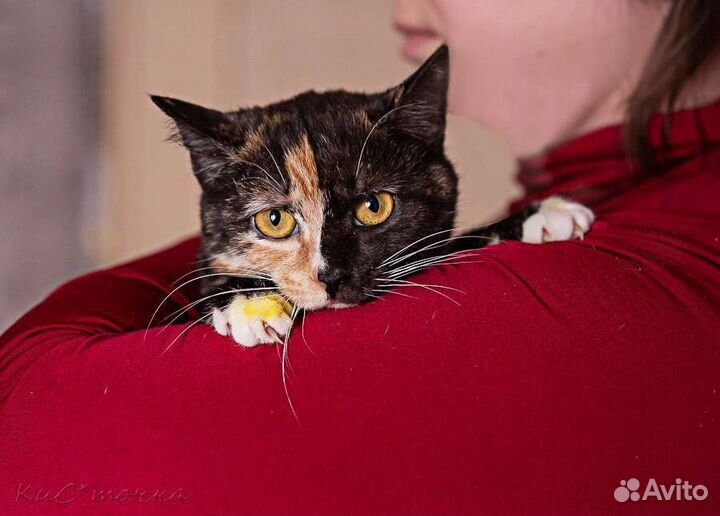 Трехцветная кошка