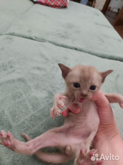 Европейская Бурма