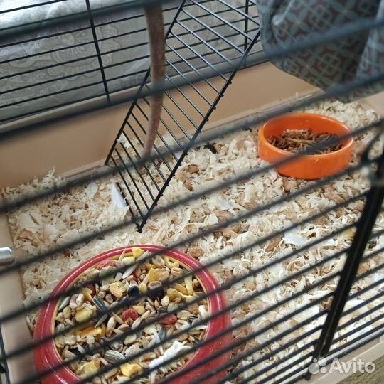 Крысы Дамбо с клеткой