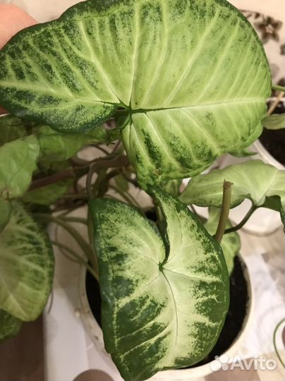 Сингониумы сортовые