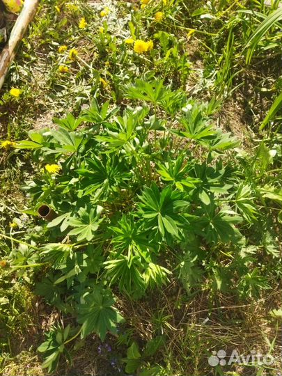 Люпин. Многолетники для сада и дачи