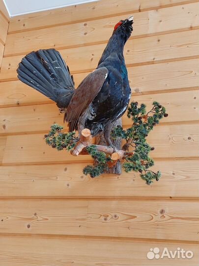 Чучела животных