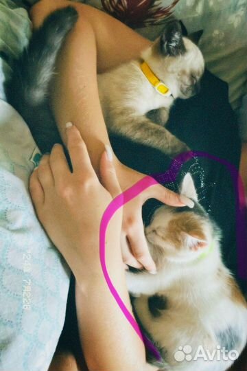 Кошечка в добрые руки