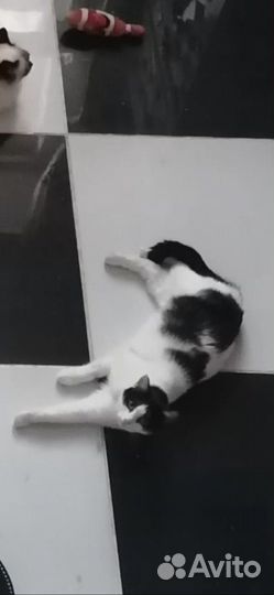 В добрые руки