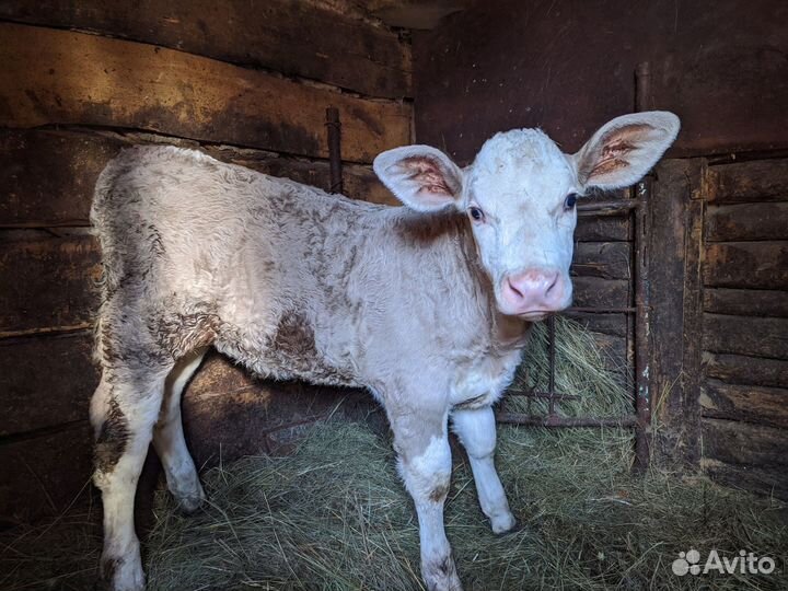 Месячная телочка