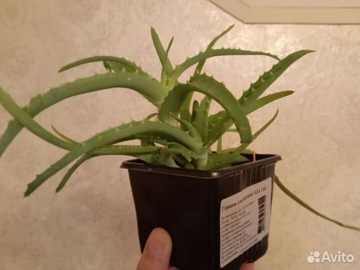 Фиалки, диффенбахия, толстянка, хойи