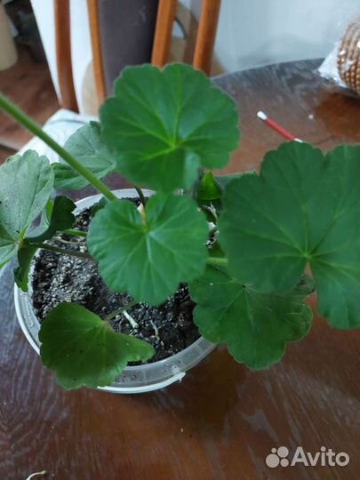 Герань пеларгония