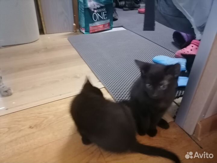 Котята в добрые руки даром