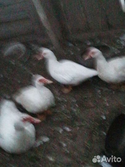 Индоутки. Петушки молодые 10мес